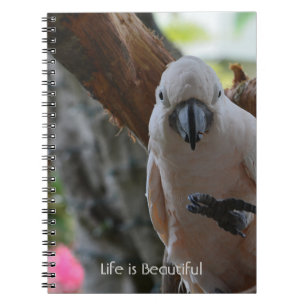 Cuaderno Árbol Pájaro Kauai (mi fotografía)