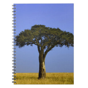 Cuaderno Árbol único de acacia en llanuras de hierba, Masai