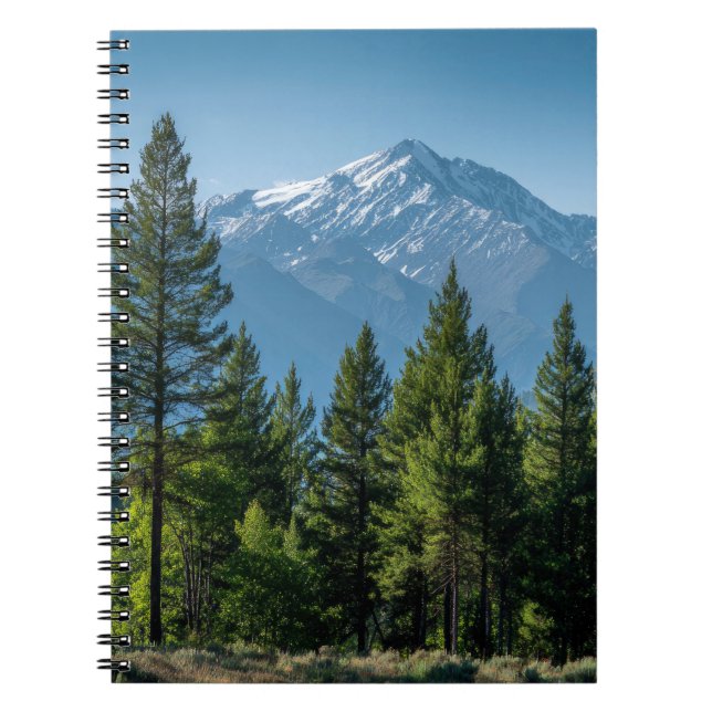 Cuaderno Árboles Coníferos con Fondo de Montaña (Frente)