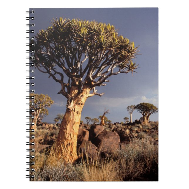 Cuaderno Árboles de carcaj (Aloe Dichotoma) (Frente)