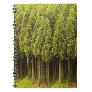 Cuaderno Árboles de cedro de Koya Sugi