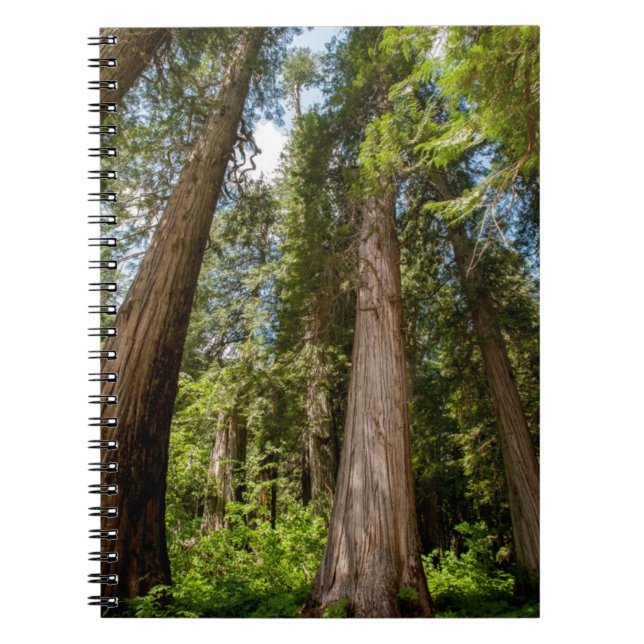 Cuaderno Árboles de cedro rojo occidental (Frente)