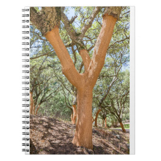 Cuaderno Árboles de corcho en el Algarve portugués.JPG