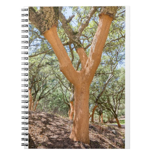 Cuaderno Árboles de corcho en el Algarve portugués.JPG (Frente)