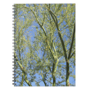 Cuaderno Árboles de Palo Verde