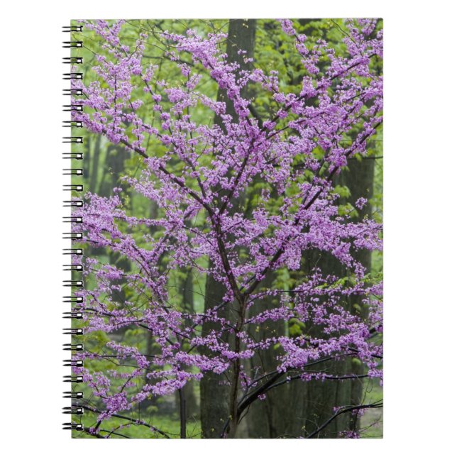 Cuaderno Árboles de Redbud en plena flor de primavera cerca (Frente)