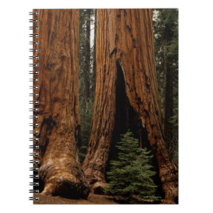 Cuaderno Árboles de secoya, Parque Nacional Sequoia.
