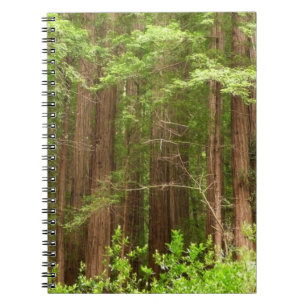 Cuaderno Árboles de secuoya en monumento nacional Muir Wood
