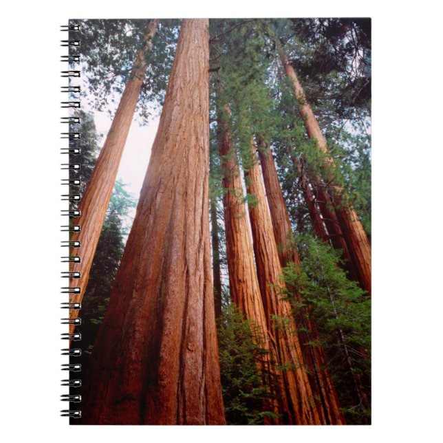 Cuaderno Árboles de secuoya roja de crecimiento antiguo (Frente)