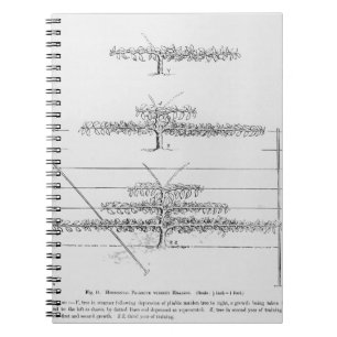 Cuaderno Árboles frutales jovenes de entrenamiento, 'del