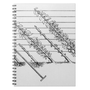 Cuaderno Árboles jovenes de entrenamiento, 'del GUI del