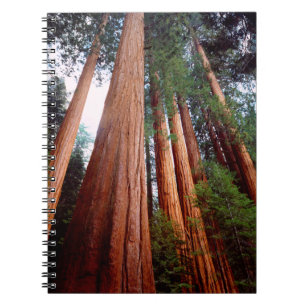 Cuaderno Árboles secuosianos de secuoya de crecimiento anti