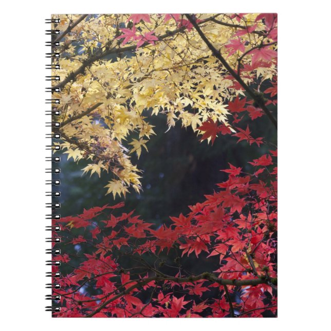Cuaderno Arces en color de otoño (Frente)