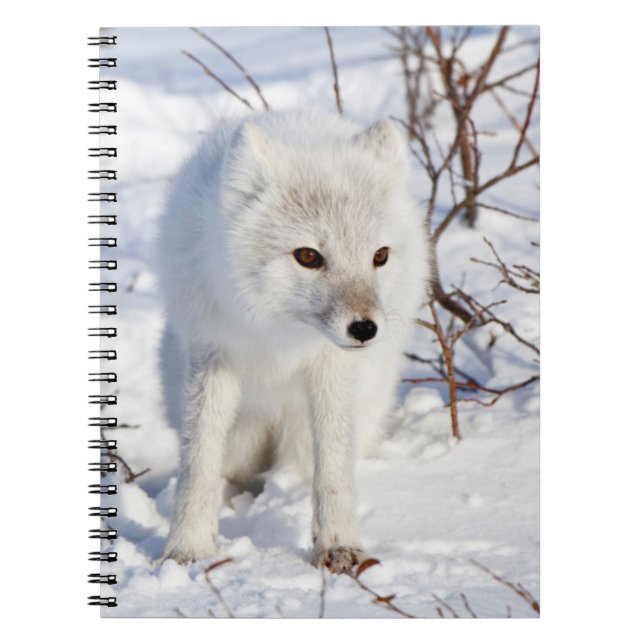 Cuaderno Arctic Fox , Área de Manejo de Vida Silvestre de C (Frente)