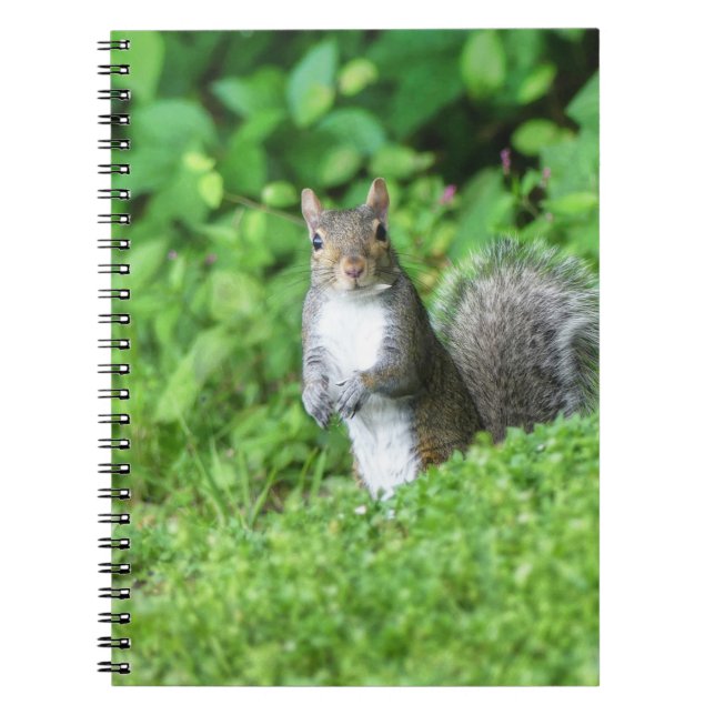 Cuaderno Ardilla (Frente)