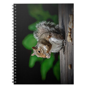 Cuaderno Ardilla con cacahuetes
