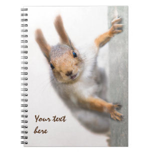 Cuaderno Ardilla curiosa