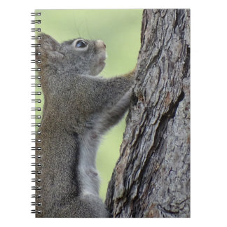 Cuaderno Ardilla en el árbol