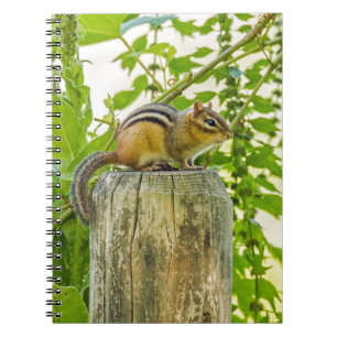 Cuaderno Ardilla en una estaca de cerca