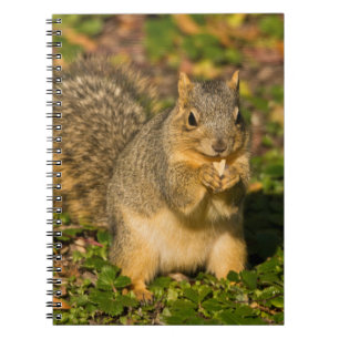 Cuaderno Ardilla gris, comiendo, maní, Crystal Springs