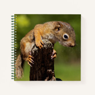 Cuaderno Ardilla Roja Bebé