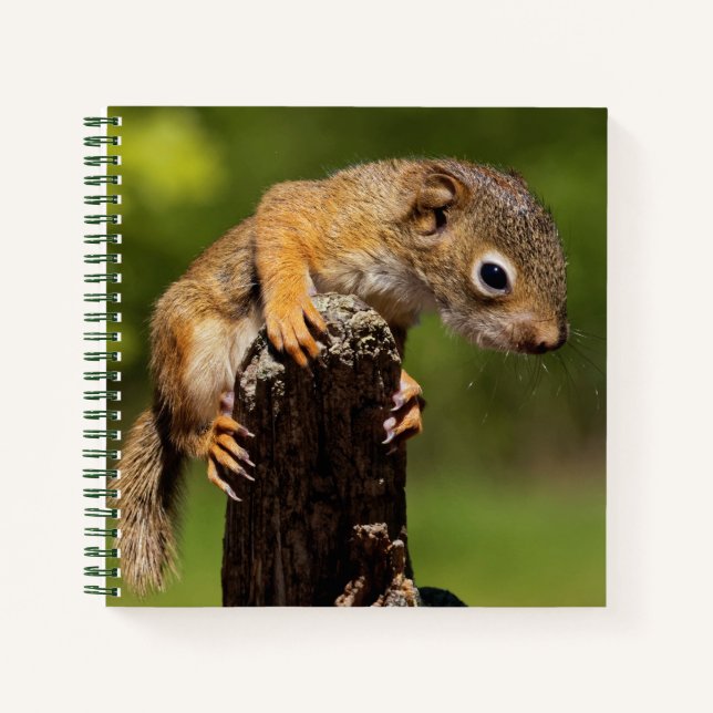 Cuaderno Ardilla Roja Bebé (Anverso)