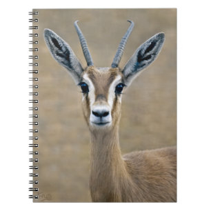 Cuaderno Ariel Notebook