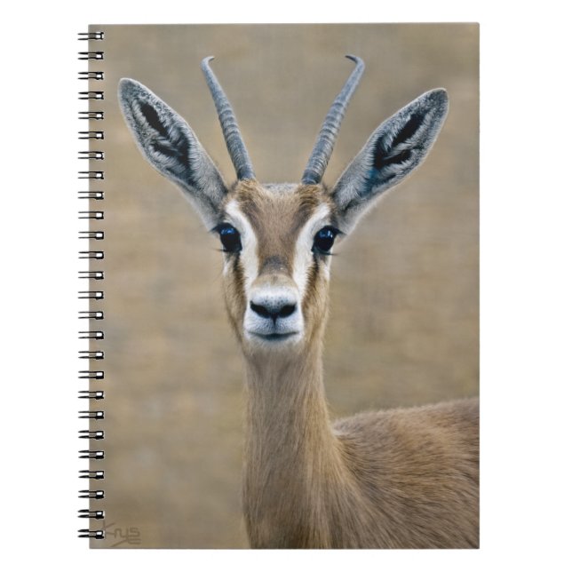 Cuaderno Ariel Notebook (Frente)