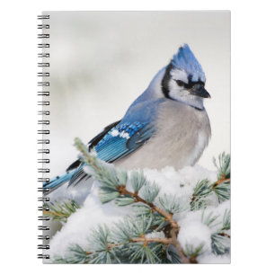 Cuaderno Arrendajo azul en cedro azul del Atlas