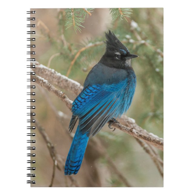 Cuaderno arrendajo de Steller en árbol (Frente)