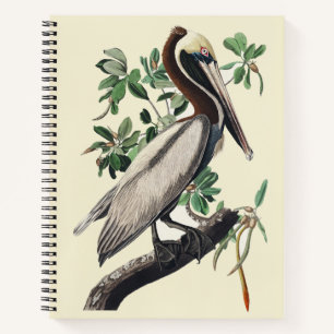 Cuaderno Arte de Ave Costera Pelícano Pardo Vintage Audubon