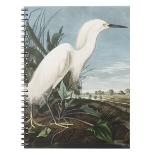 Cuaderno Arte de ave garceta nevada Audubon vintage