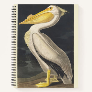 Cuaderno Arte de ave pelícano blanco americano Audubon vint