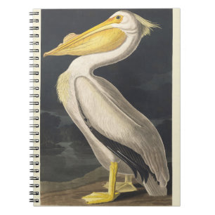 Cuaderno Arte de ave pelícano blanco americano Audubon vint