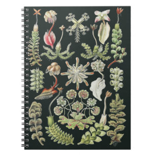 Cuaderno Arte de la Naturaleza Científica Ernst Haeckel Hep