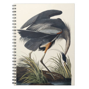 Cuaderno Arte de la naturaleza del gran garzón azul Audubon