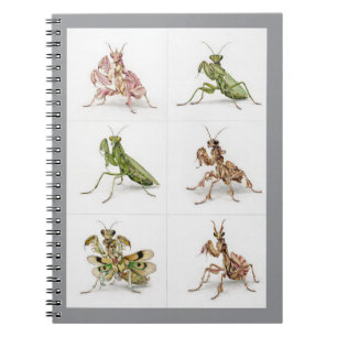 Cuaderno Arte detallado de especies de mantis religiosas Am
