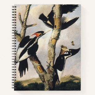 Cuaderno Arte vintage de Carpintero de Pico Blanco de Audub