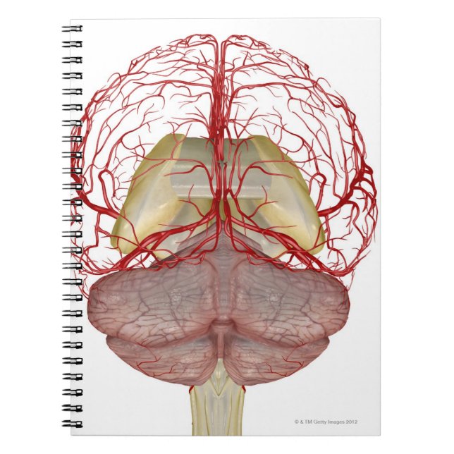 Cuaderno Arterias del cerebro 2 (Frente)