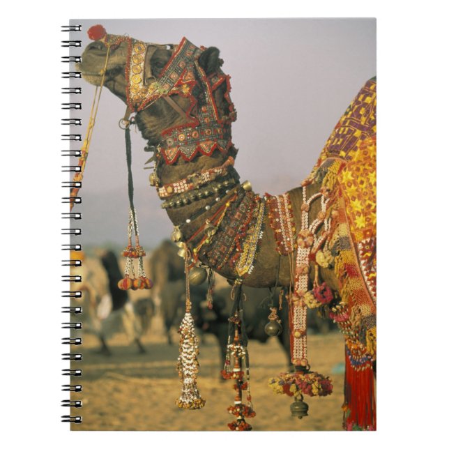 Cuaderno Asia, India, Pushkar. Camello Shamu, Pushkar (Frente)