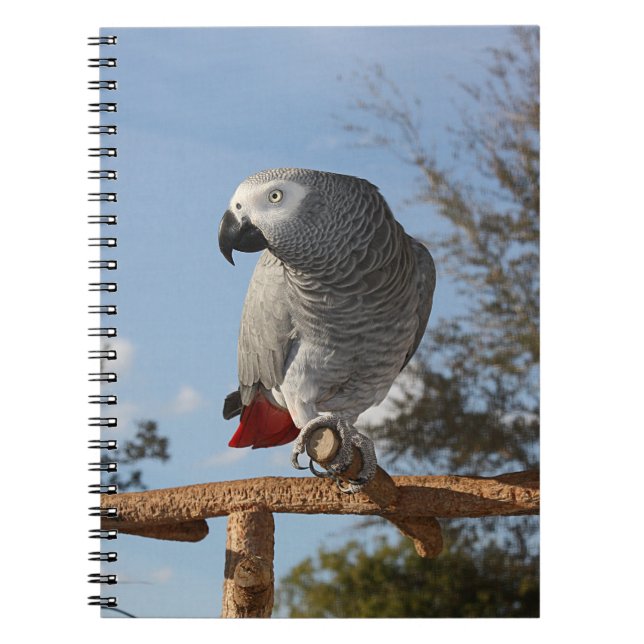 Cuaderno Asombroso loro gris africano (Frente)