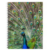 Asombroso Peacock y plumas accesorios de fotografí