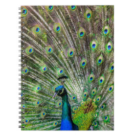 Cuaderno Asombroso Peacock y plumas accesorios de fotografí