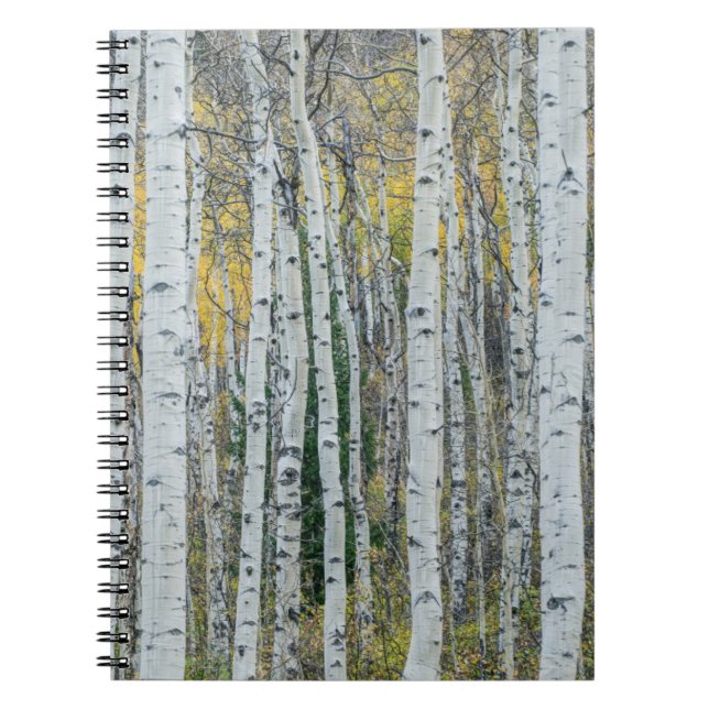 Cuaderno Aspen Tree Trunks | Aspen, Colorado (Frente)