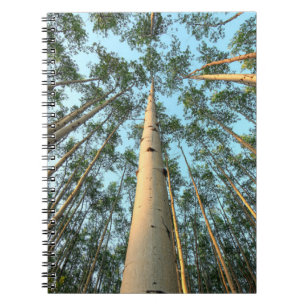 Cuaderno Aspen Trunks And Leaves, Yukón