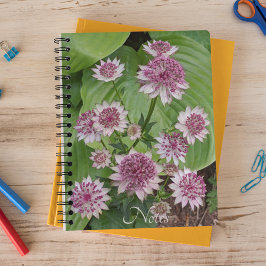 Cuaderno Astrantia rosa florece