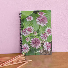 Cuaderno Astrantia rosa florece