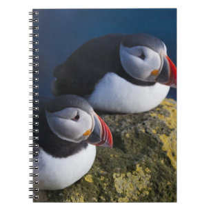 Cuaderno Atlántica de la Aluminio (Fratercula arctica) 7