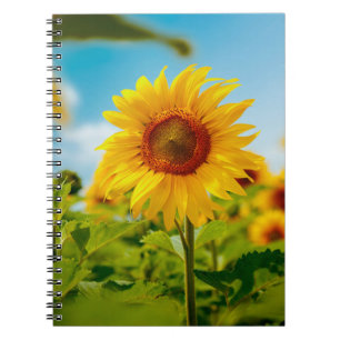 Cuaderno Atractivo campo con flores de sol amarillas brilla