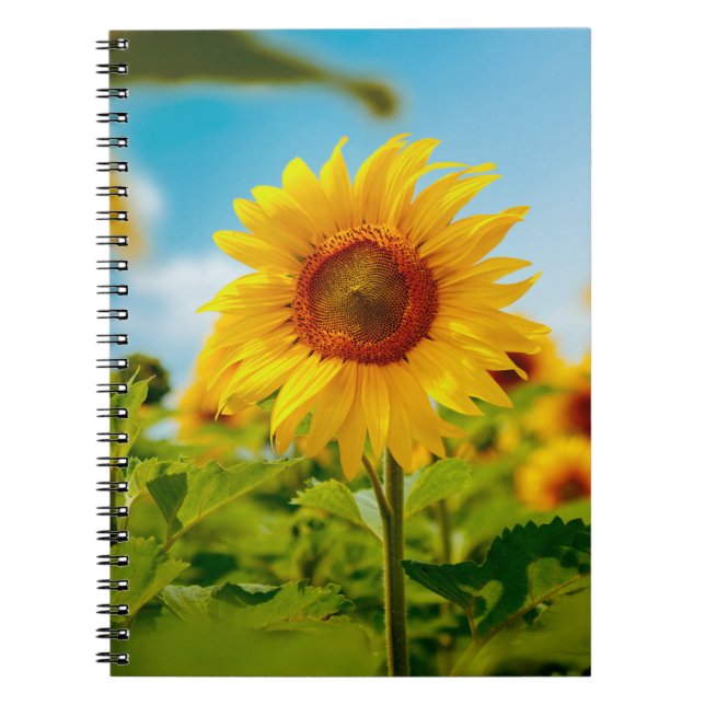 Cuaderno Atractivo campo con flores de sol amarillas brilla (Frente)